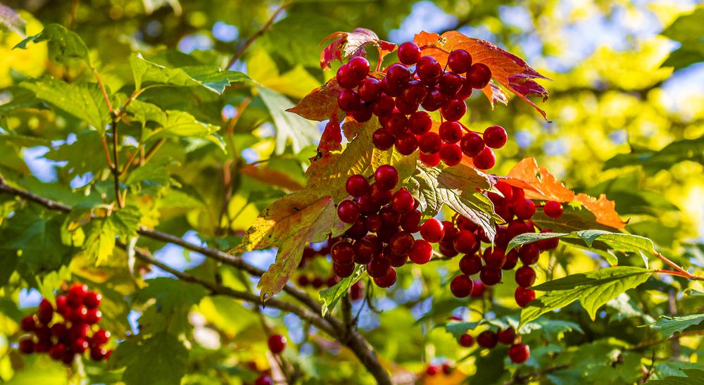 Photograph by Alex Kalpus