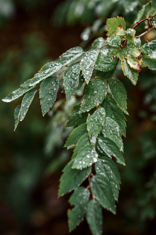 Photograph by Марина Суздаль