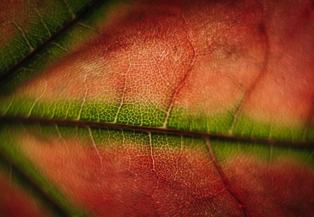 Photograph by Юлия Сухарева