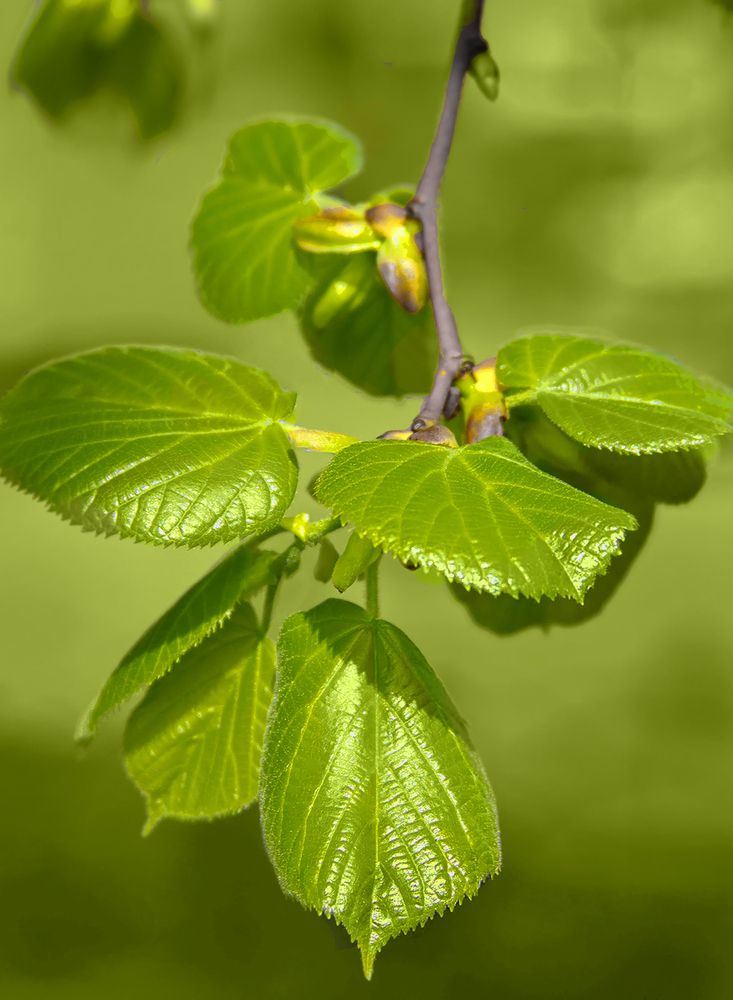 Photograph by Клясюк Галина