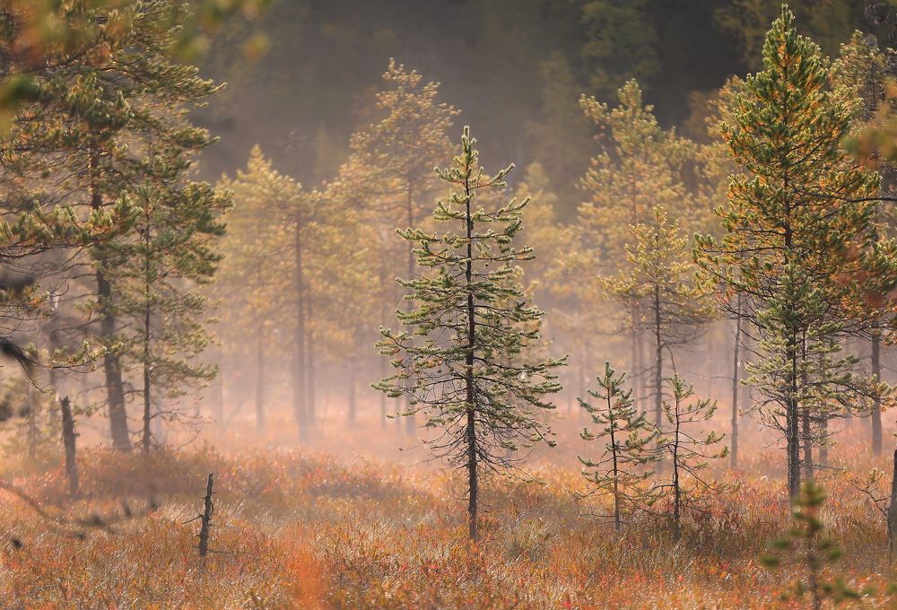 Photograph by Дмитрий Петухов