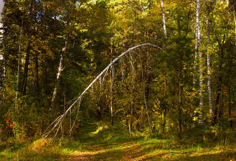 Фотография автора Andrey Pristyazhnyuk