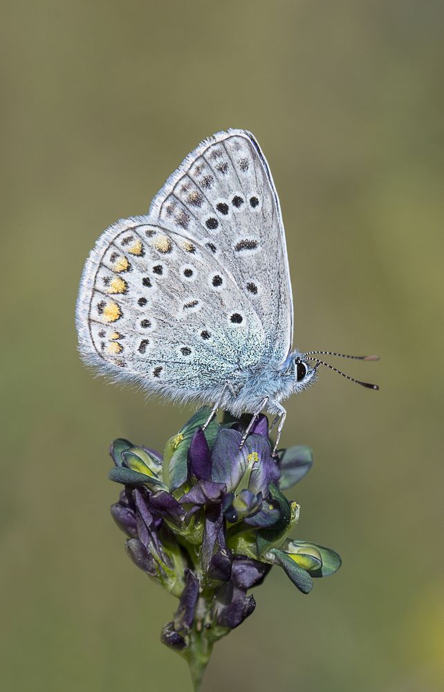 Фотография автора Andrey Pristyazhnyuk