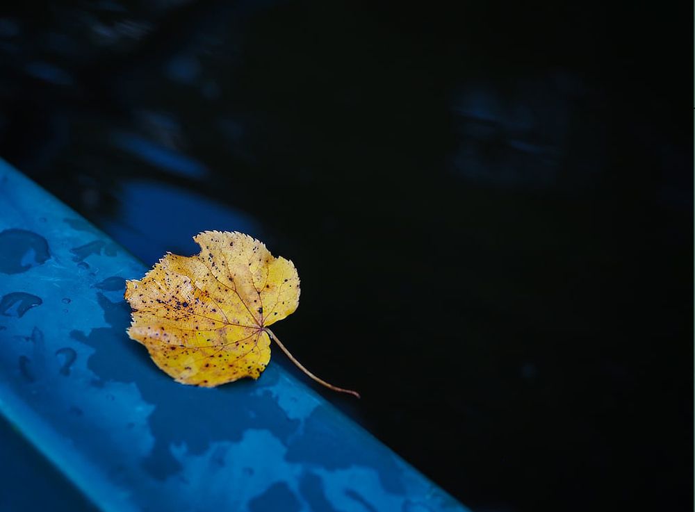 Фотография автора Елена Бурцева