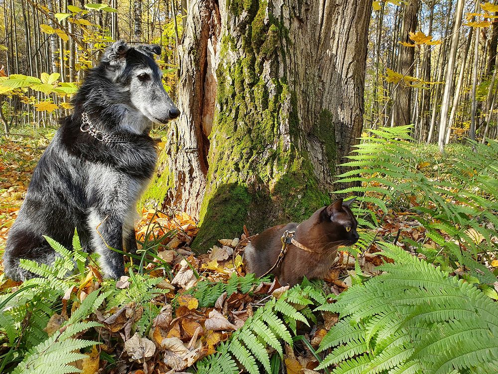 Фотография автора Надежда Лисицына