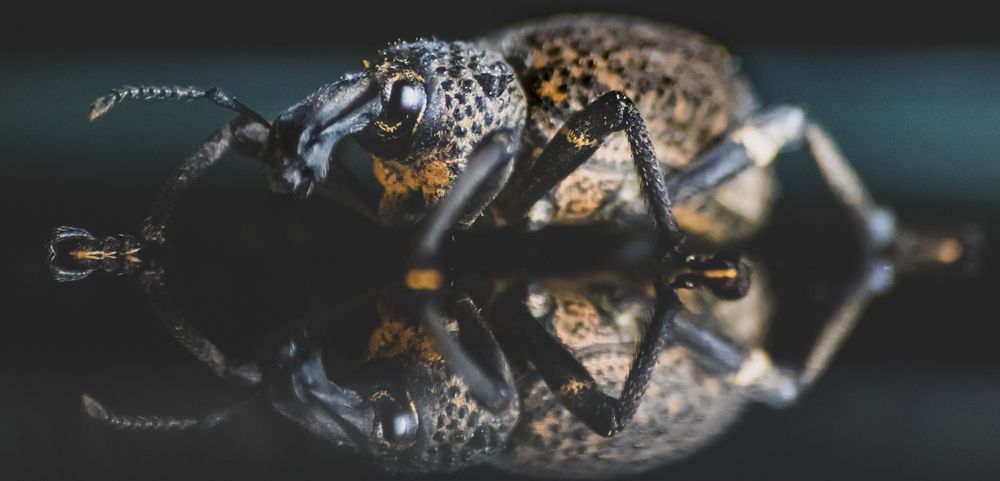 Photograph by Ryan Hanza