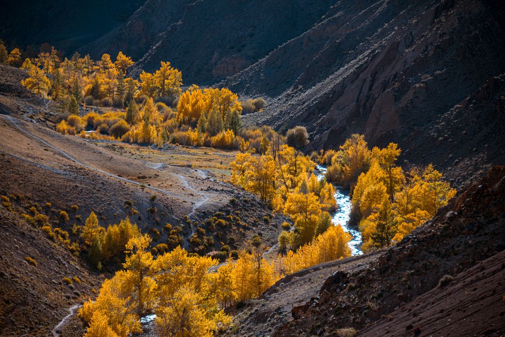 Светлое в цветном