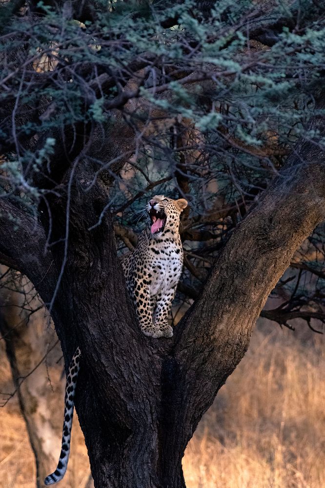 Yawning Leopard in Golden hour
