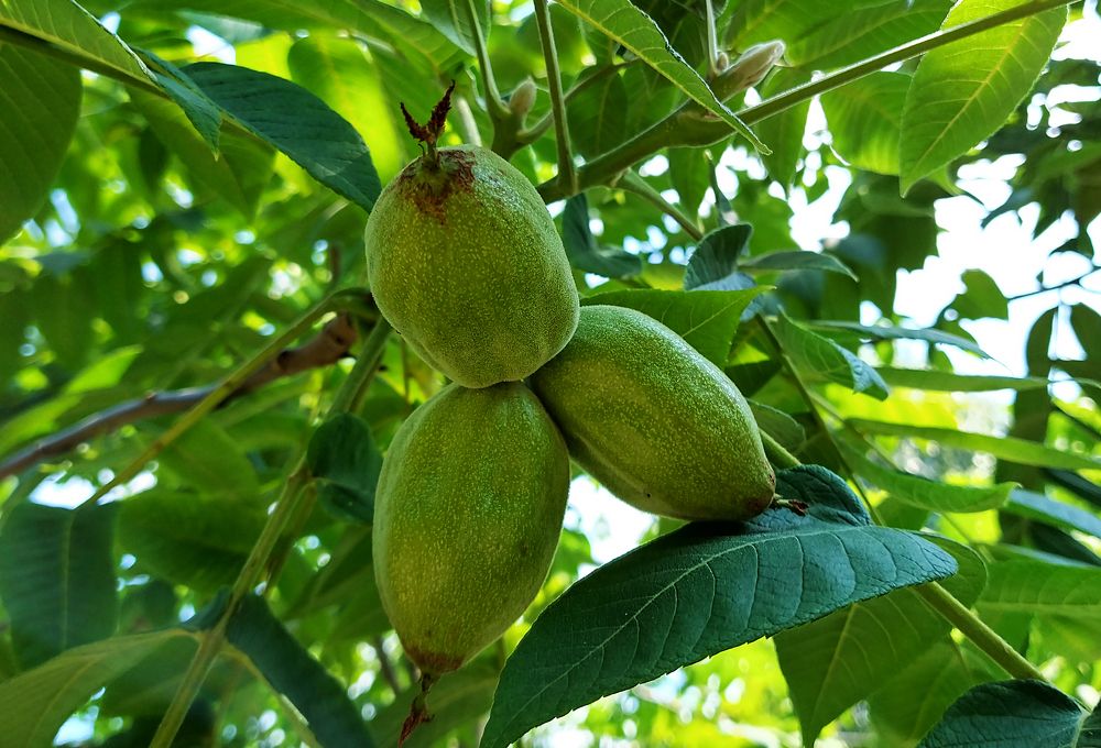 Манчжурский орех