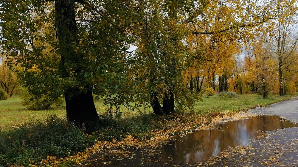 Татышев осенний