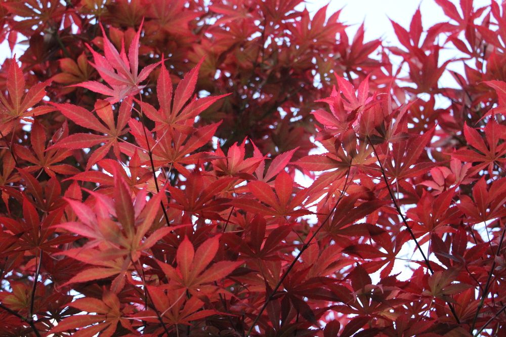 Красный ажур