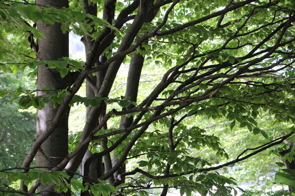 Photograph by Юлия Гудевич