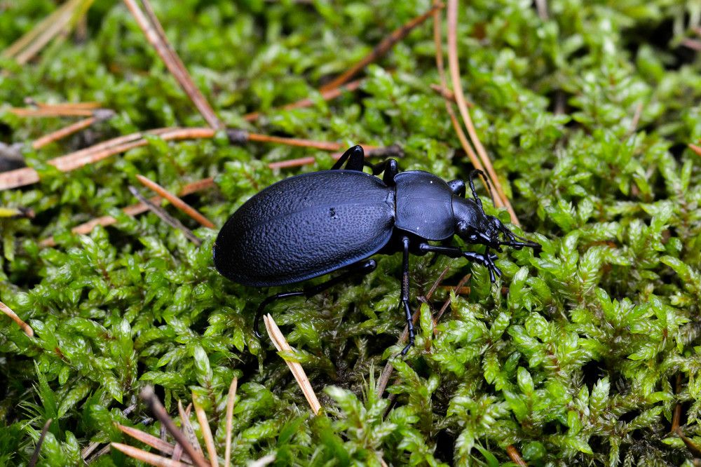 Фотография автора Юлия Кузнецова