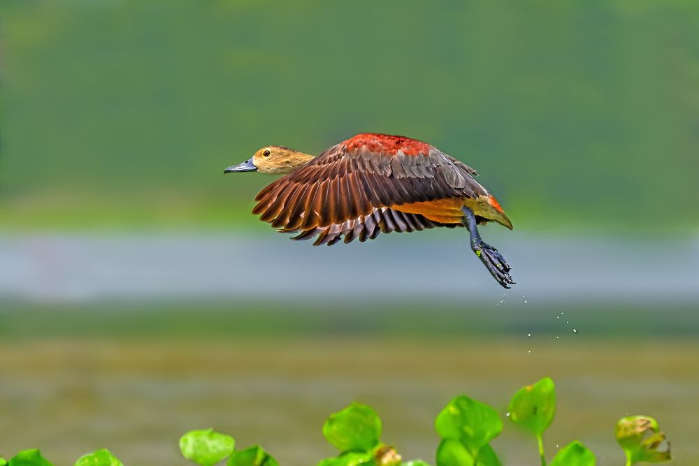 Photograph by Pinaki Ghosh