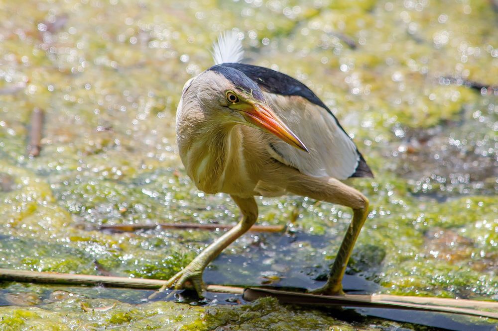 Позирующий волчок