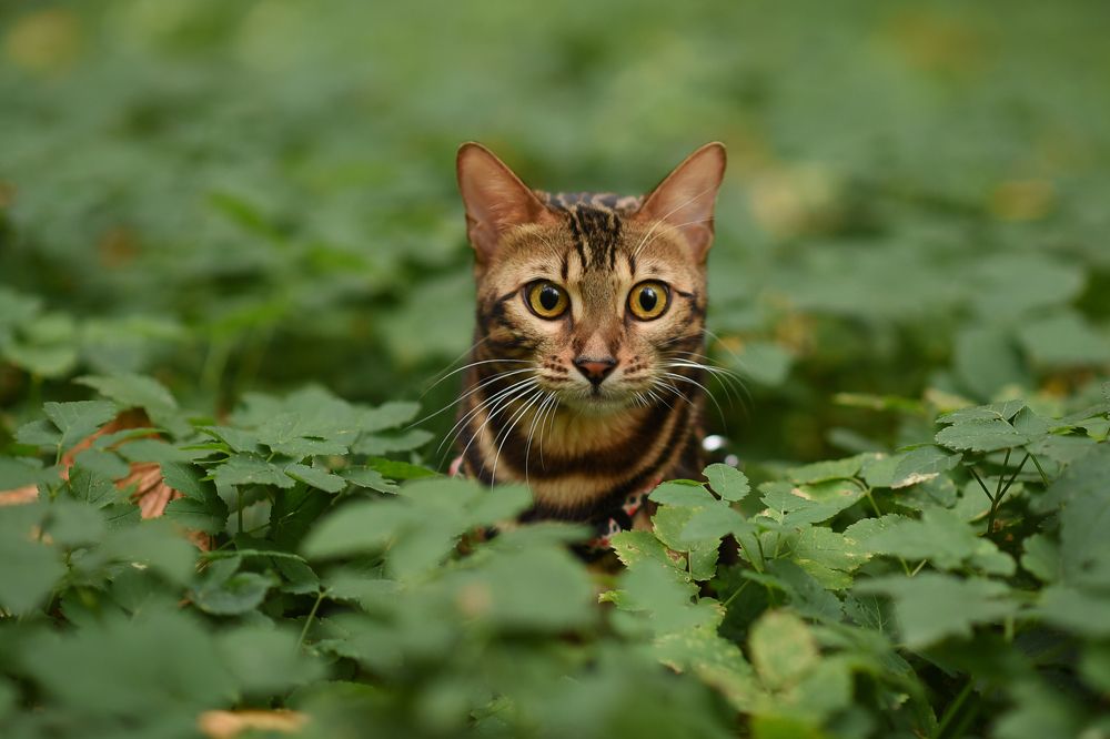 Маскировка не удалась