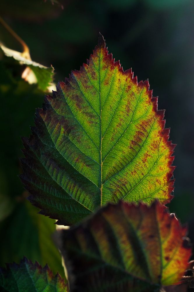 Photograph by Vladyslav Stetsenko