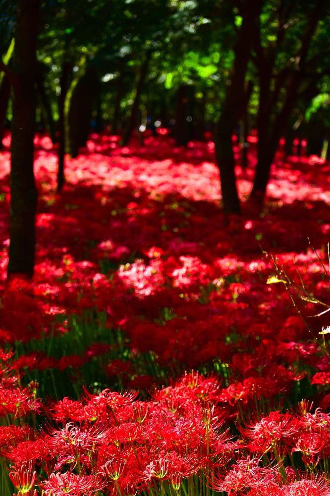 Фотография автора Sen Abhijit