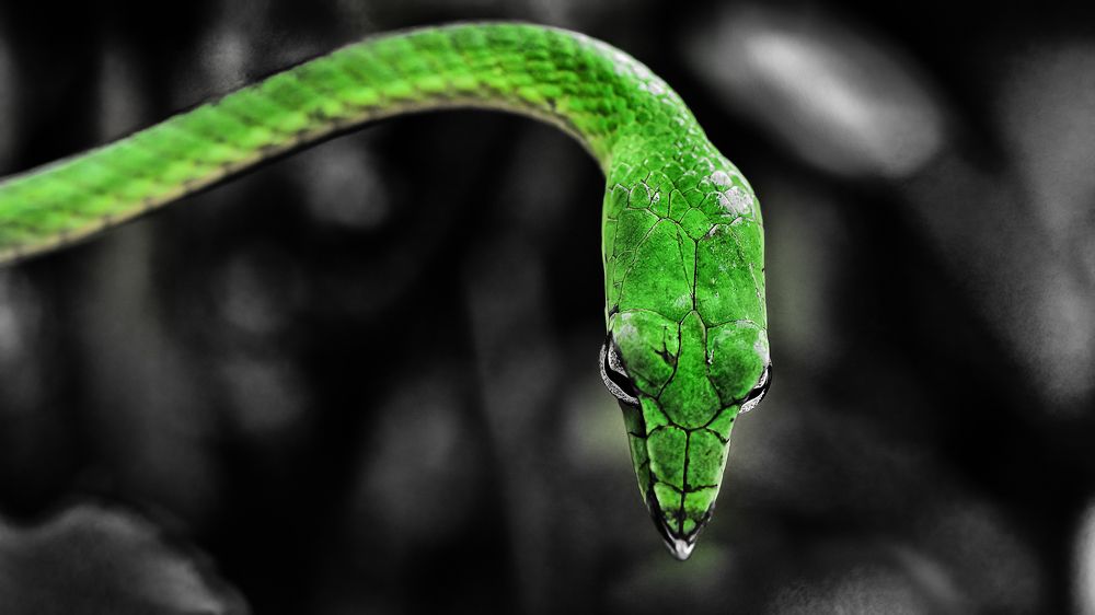 Photograph by Basavaraj M