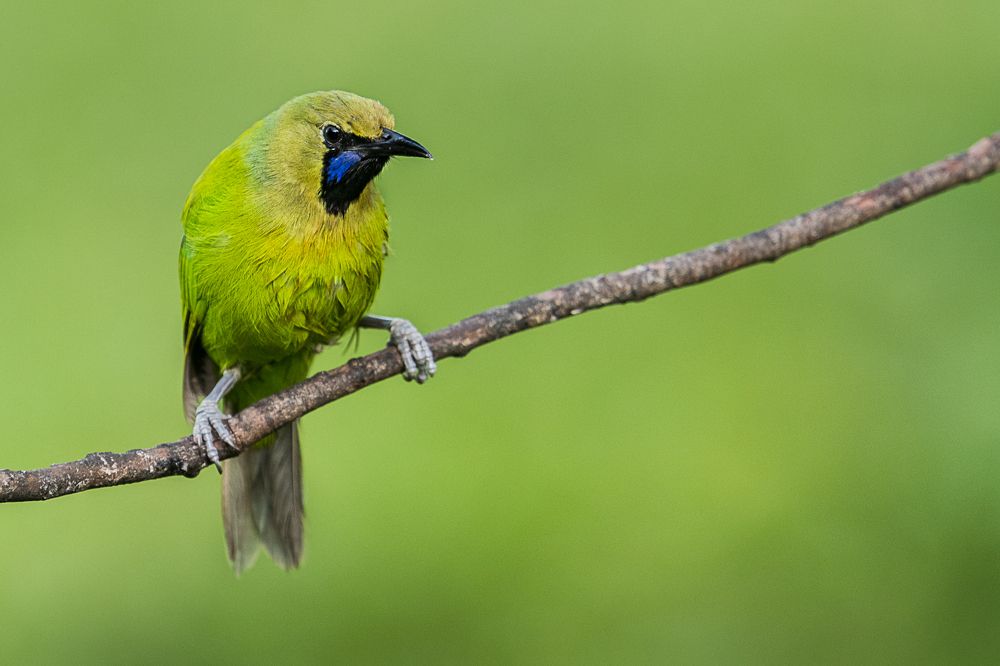 Photograph by Basavaraj M