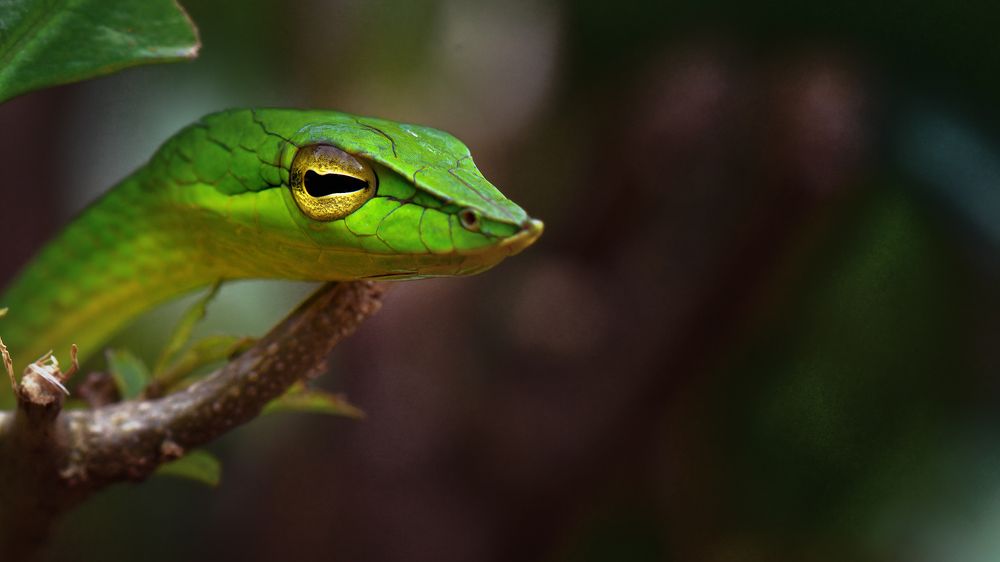 Photograph by Basavaraj M