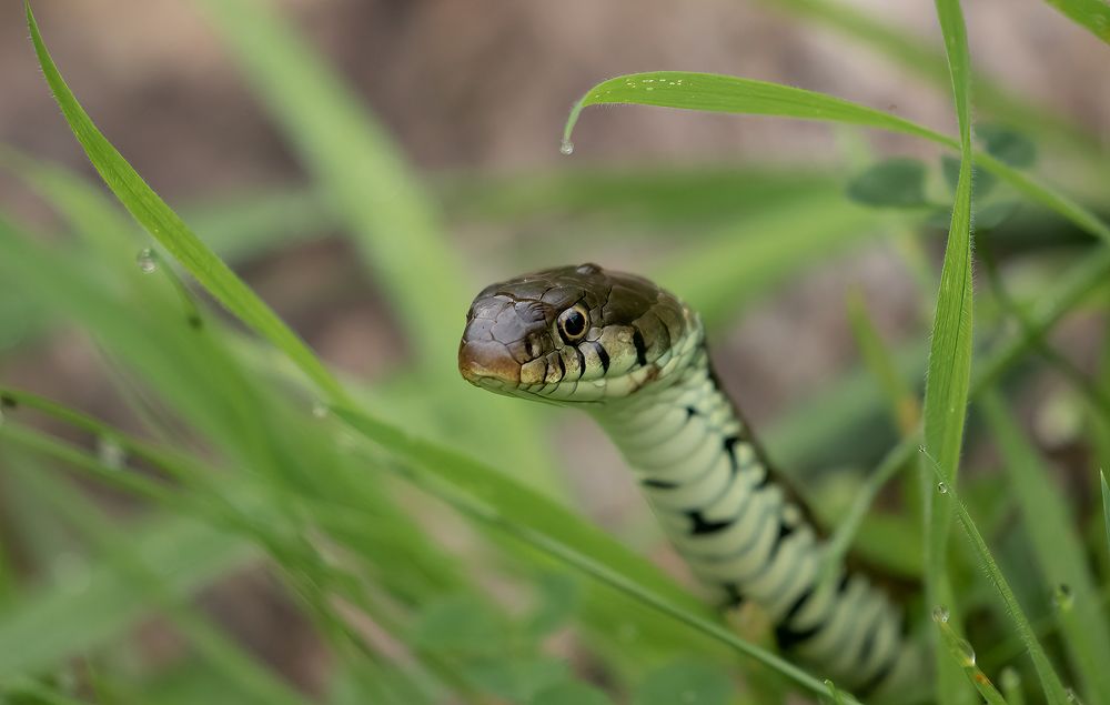 Photograph by MARIA KULA