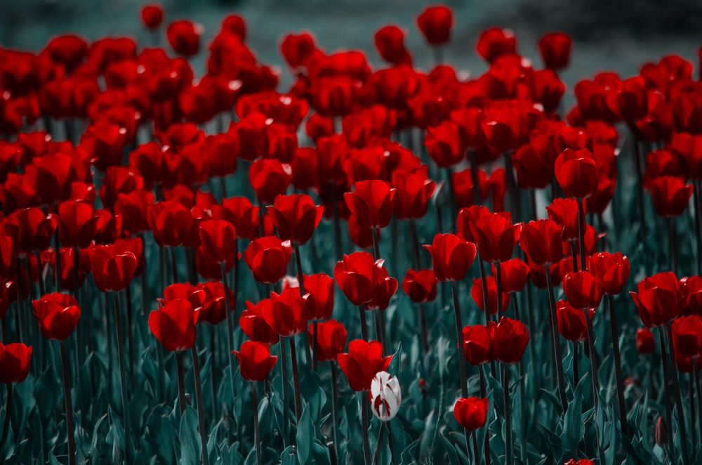 Photograph by Вероника Ливанова