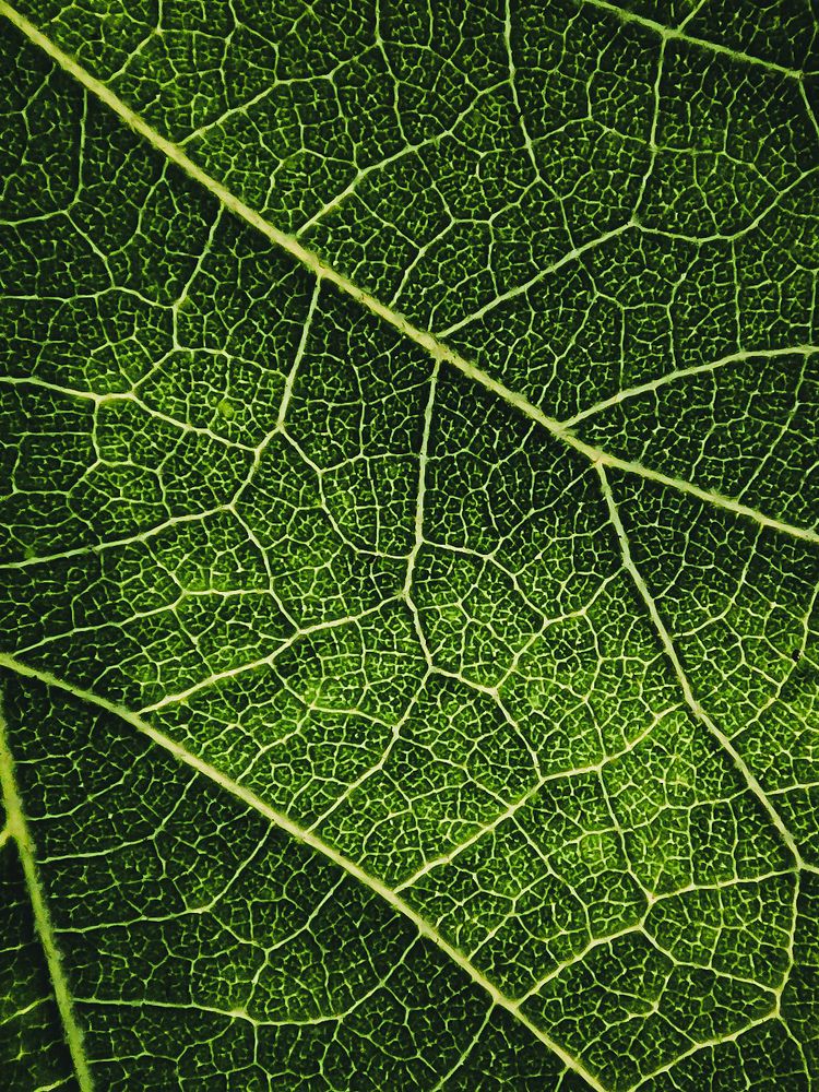 Photograph by Soaham Sur