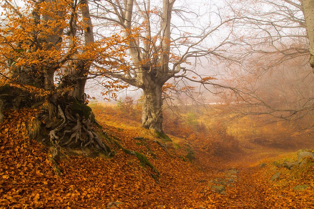 Photograph by Валерий Кондратцев