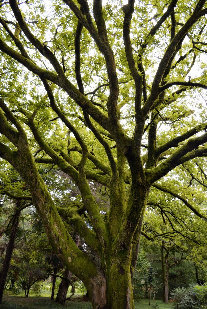 Старое дерево