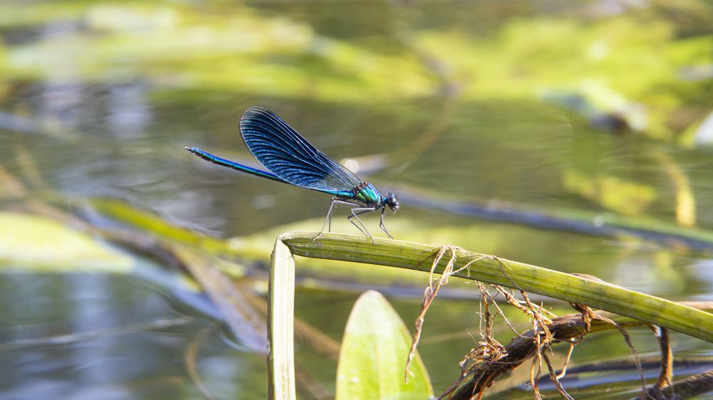 Красотка синекрылая