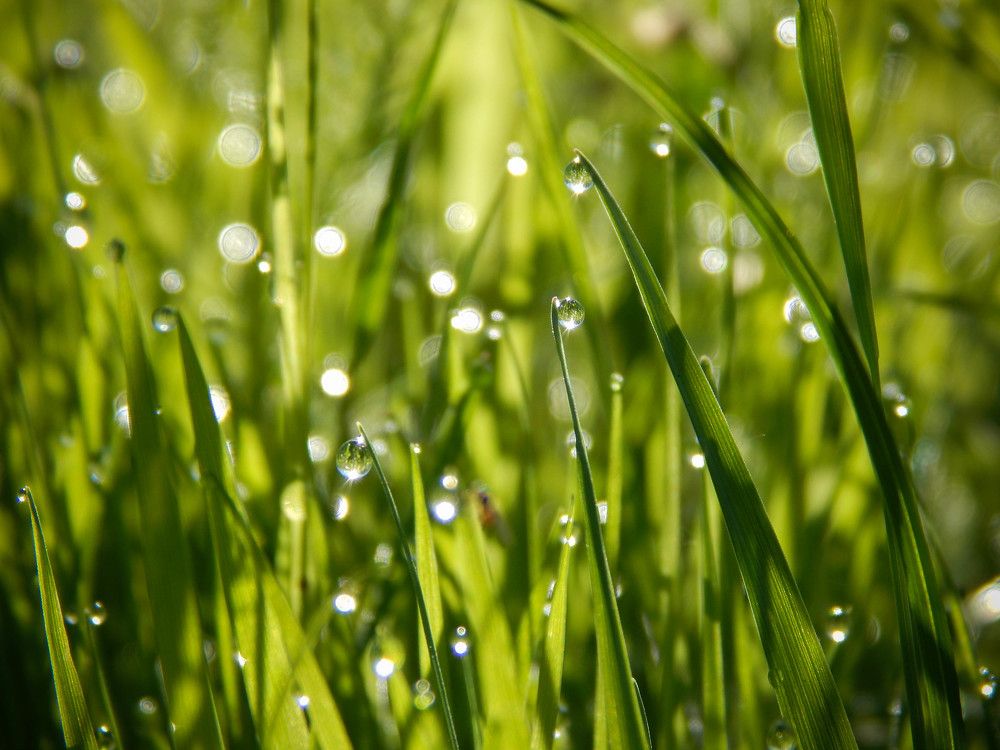 Photograph by Диана Бородзе