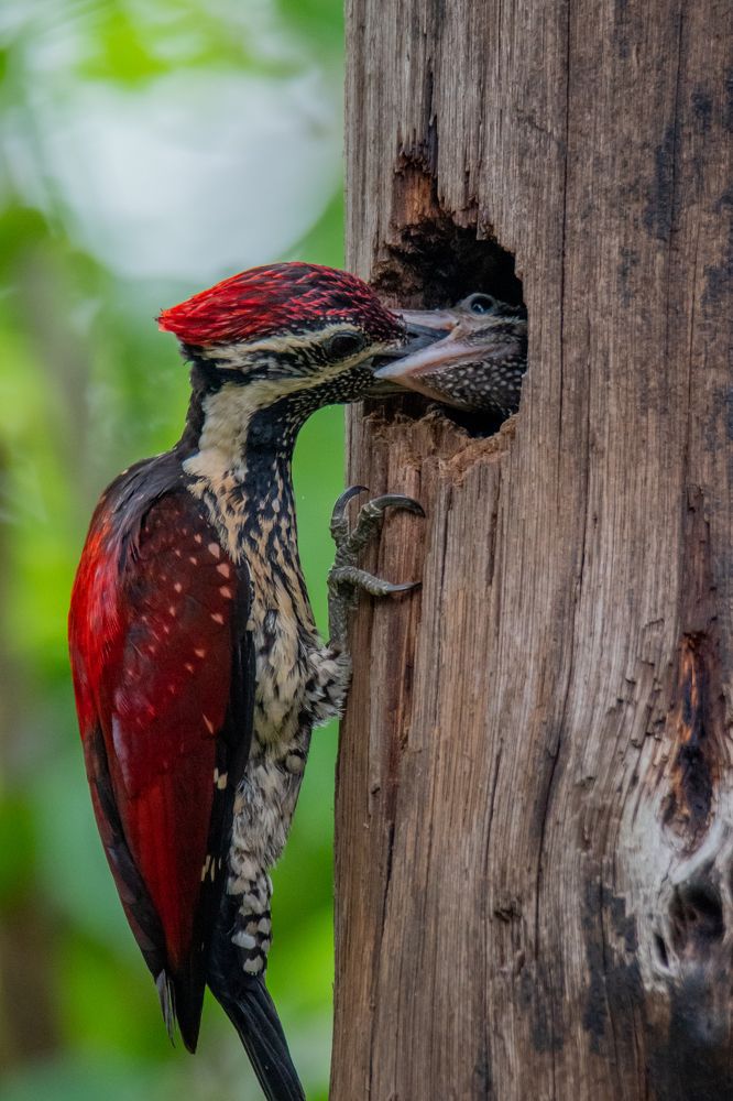 Adult red and the small red
