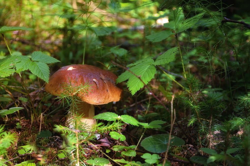 Photograph by Сергей Клапишевский