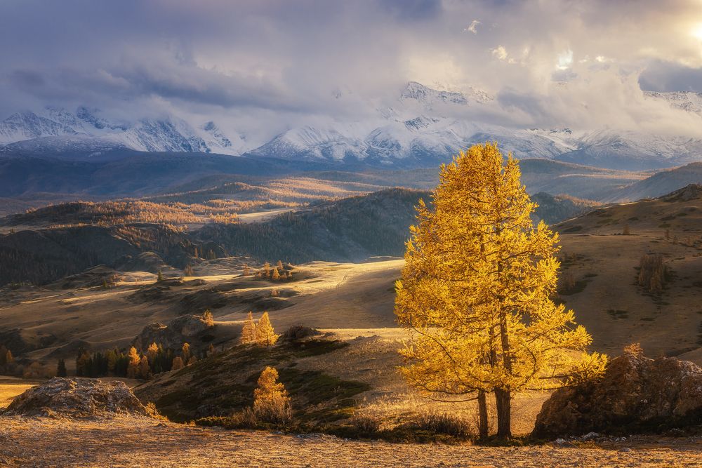 Золото осени.