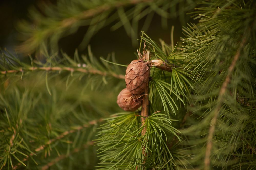 Фотография автора Андрей Челомов