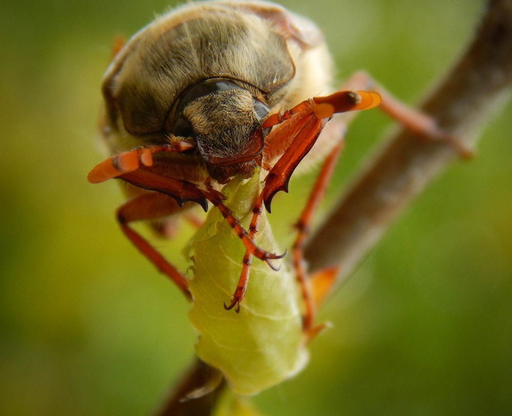 Photograph by Диана Бородзе