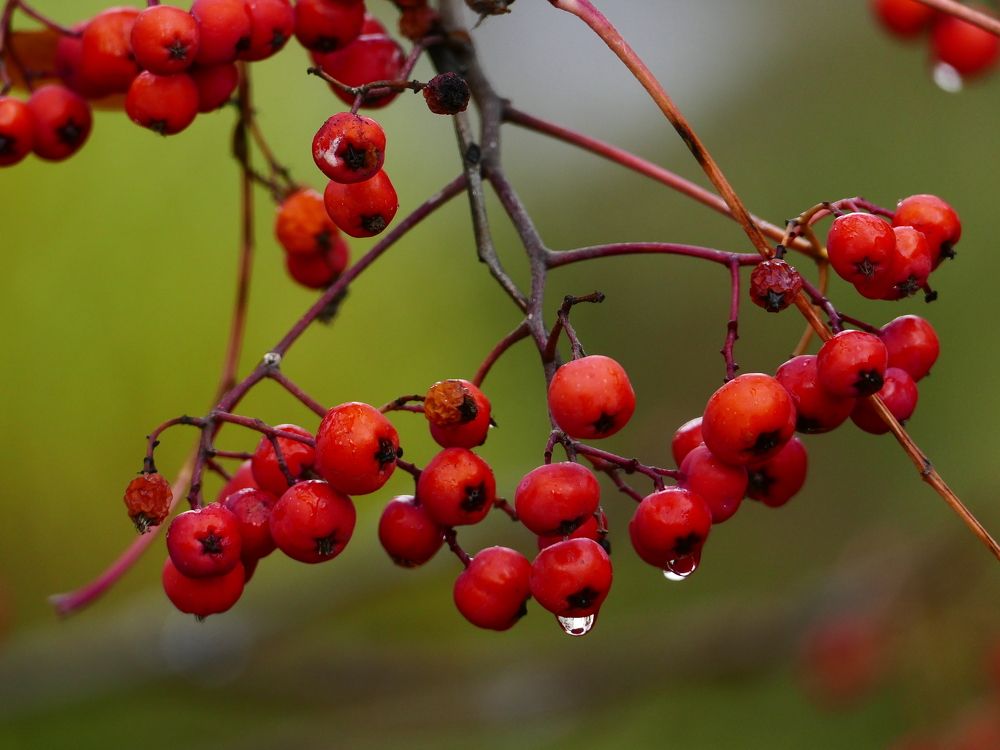 Рябины яркой красный цвет.