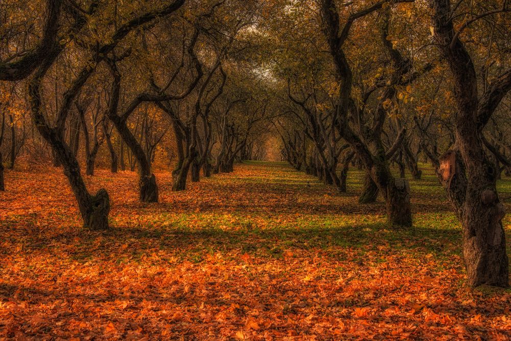 Photograph by Владимир Брагилевский