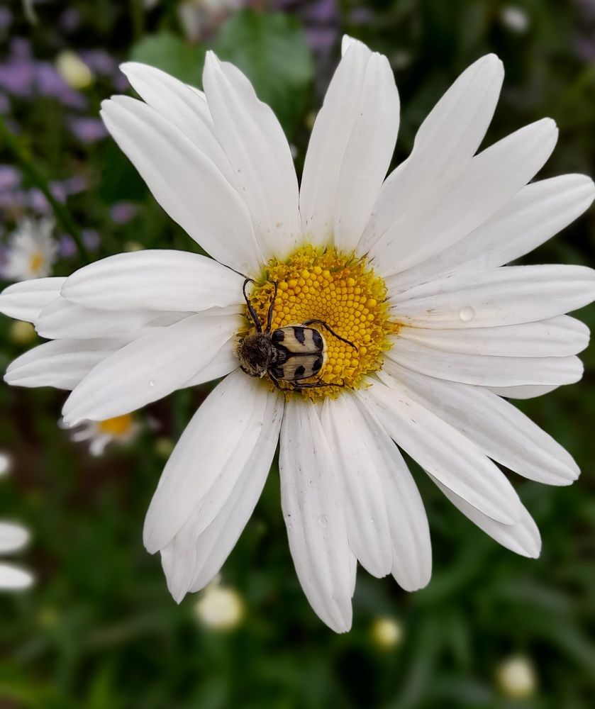 Photograph by Елена Чурынина