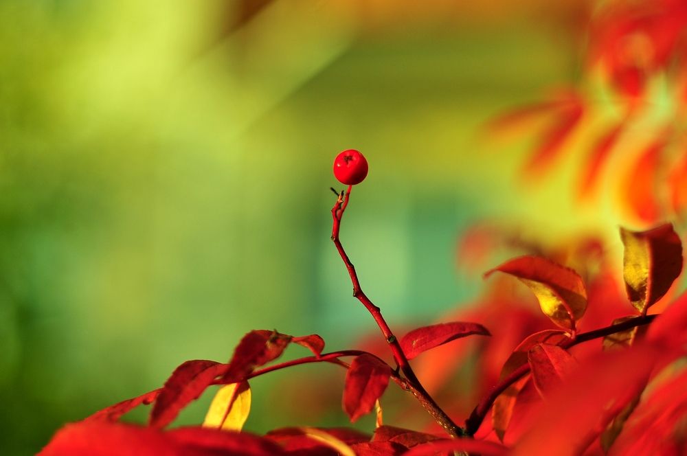 Яблочко на веточке