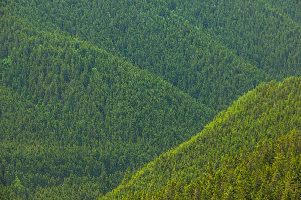 Фотография автора COMSA BOGDAN