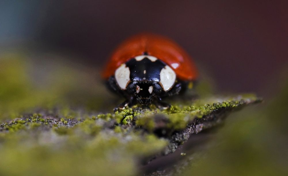 Photograph by Овечкин Павел