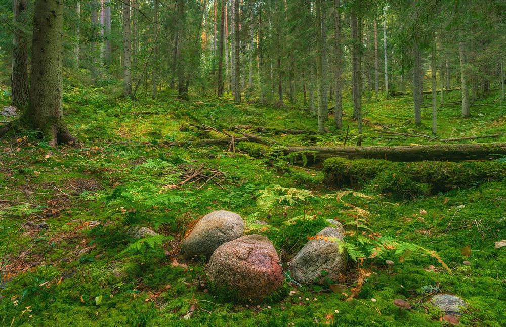 Photograph by Игорь Кляхин