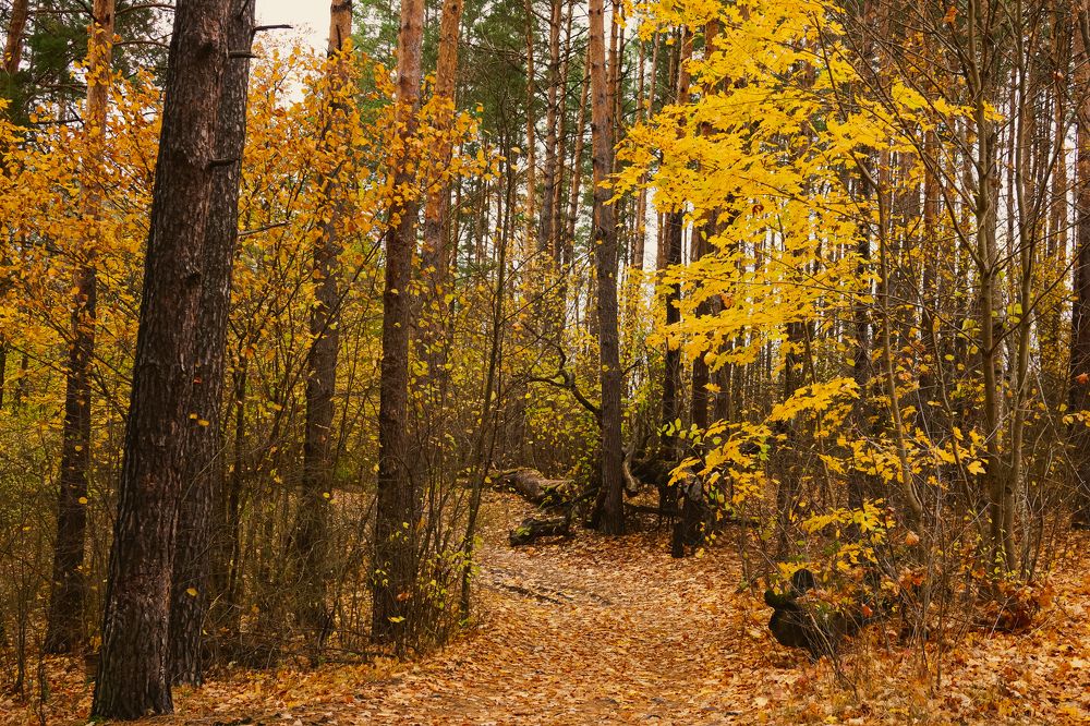 Photograph by Александр Казак