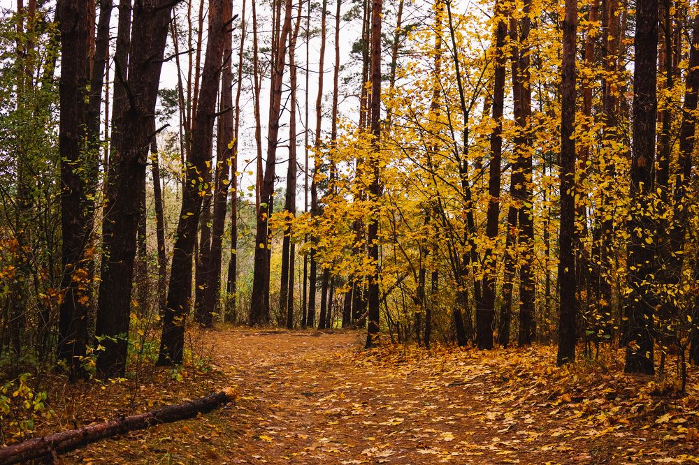 Photograph by Александр Казак