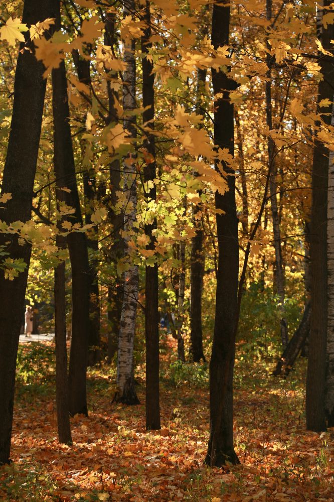 Фотография автора Ирина Якущенко