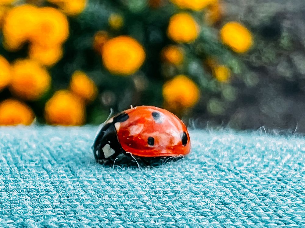 Photograph by Елена Сиушова