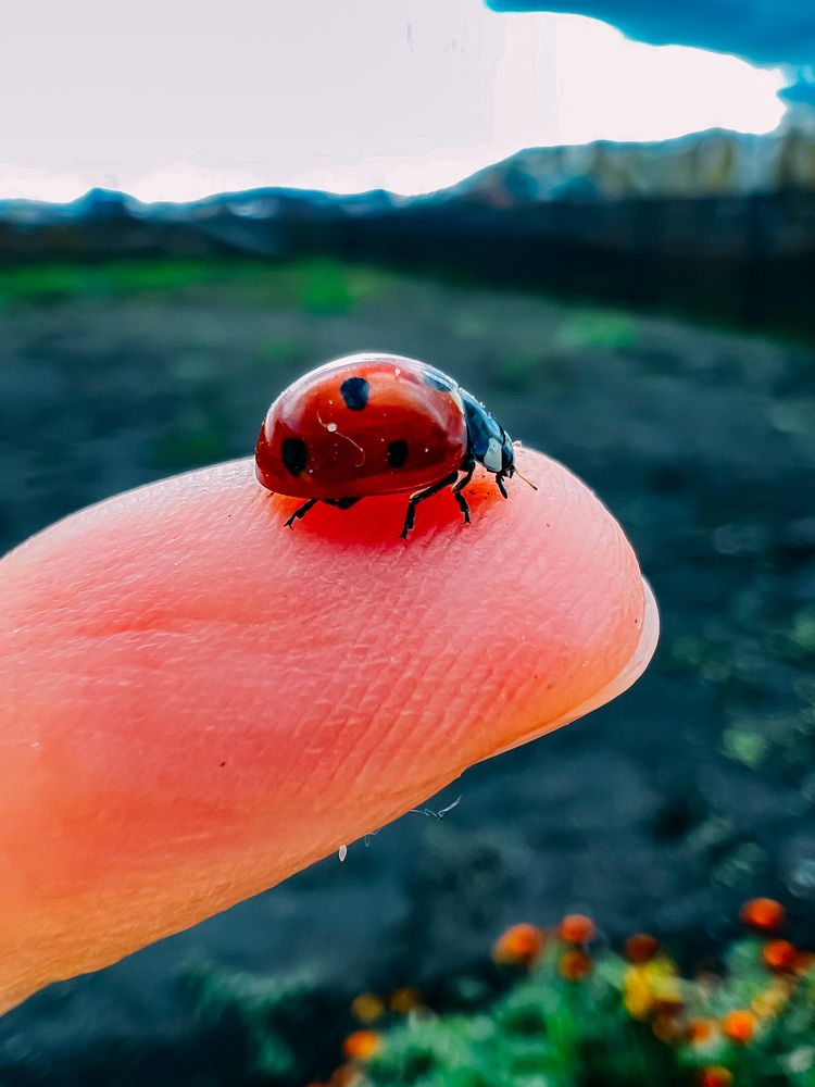 Photograph by Елена Сиушова