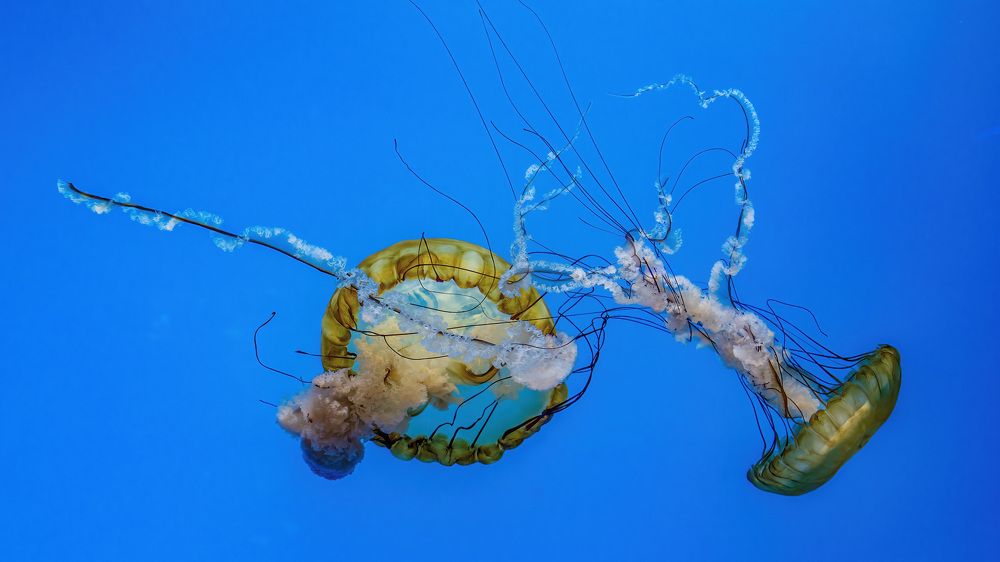 Photograph by Albert Zhager